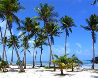 plage de bois jolan Guadeloupe Ste anne villa en location