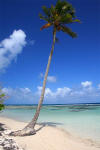 bois jolan plage guadeloupe ste anne lagon